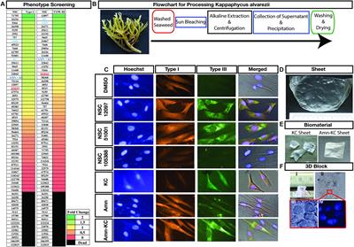 Phenotypic Screening Identifies Synergistically Acting Natural Product Enhancing the Performance of Biomaterial Based Wound Healing